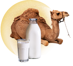 Молоко Верблюда