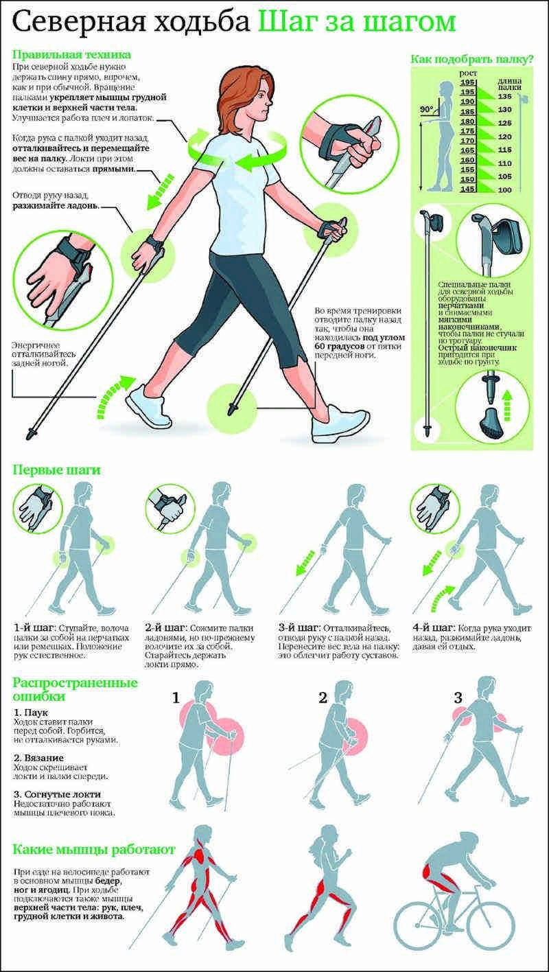 Техника скандинавской ходьбы