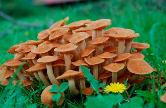 Свойства грибов