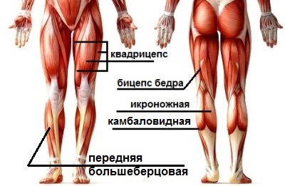 мышцы ног тренинг