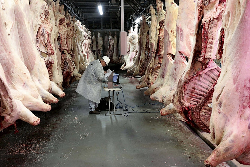 Как делают мясо, которое мы все едим жесть, животные, мясо, приготовление, скот