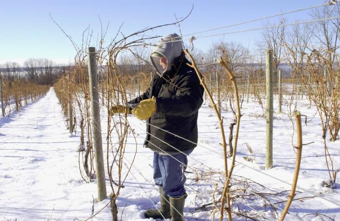 как утеплить на зиму виноград