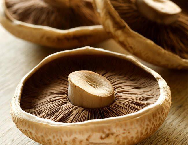 почему нельзя употреблять в пищу старые грибы