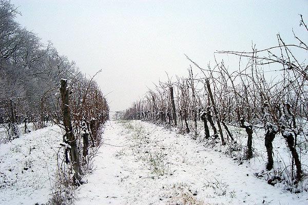 чем укрывать на зиму виноград