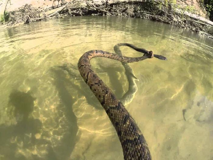 к чему снится змея большая в воде