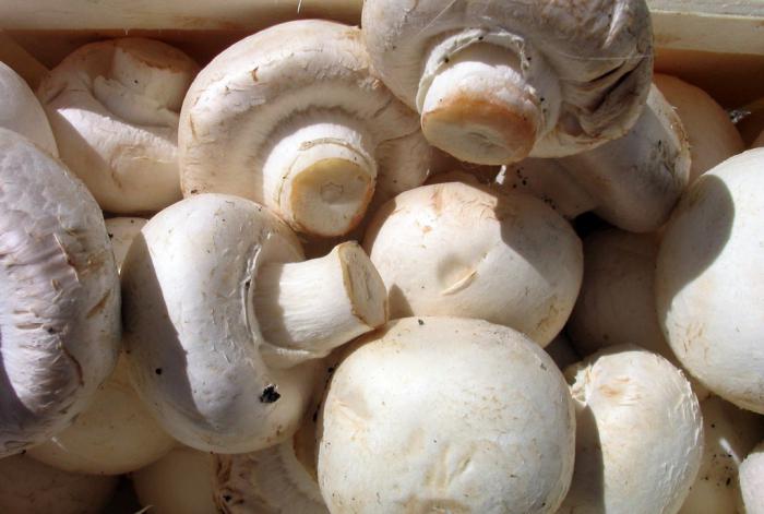 состав грибов