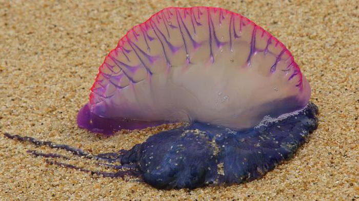 ядовитые медузы фото