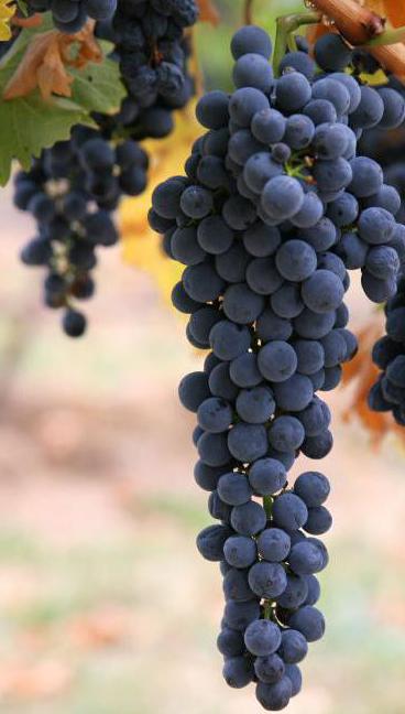 виноград полезные свойства для похудения