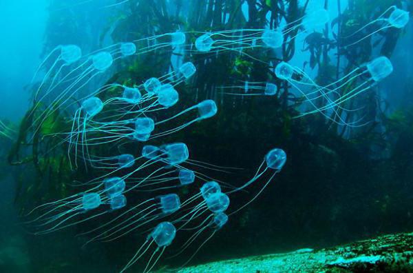 Физалия медуза интересные факты