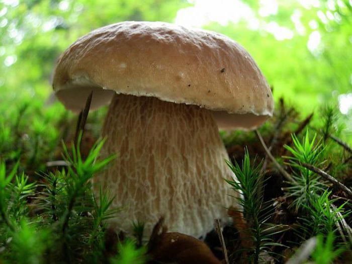 белые грибы - белки, жиры, углеводы