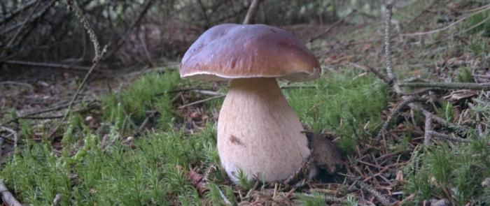 белый гриб полезные свойства