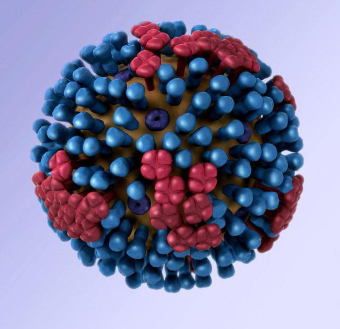 строение вирусов на примере бактериофага
