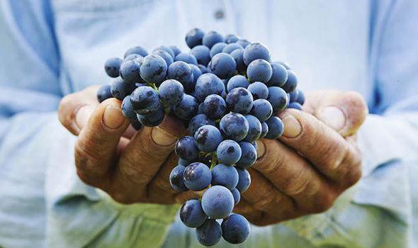 полезно ли есть виноград с косточкой