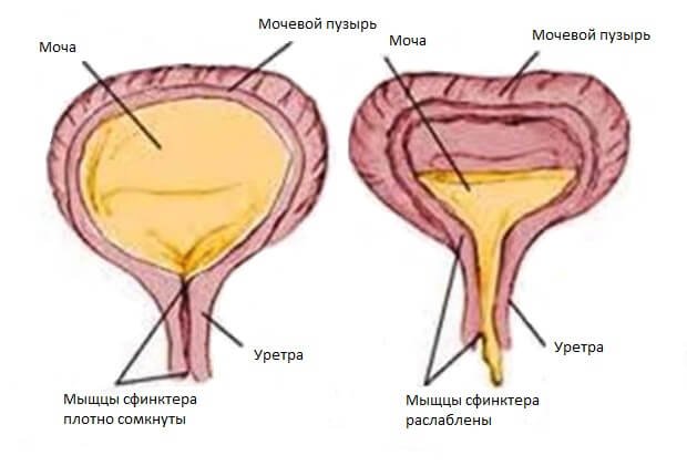 Мочевая система