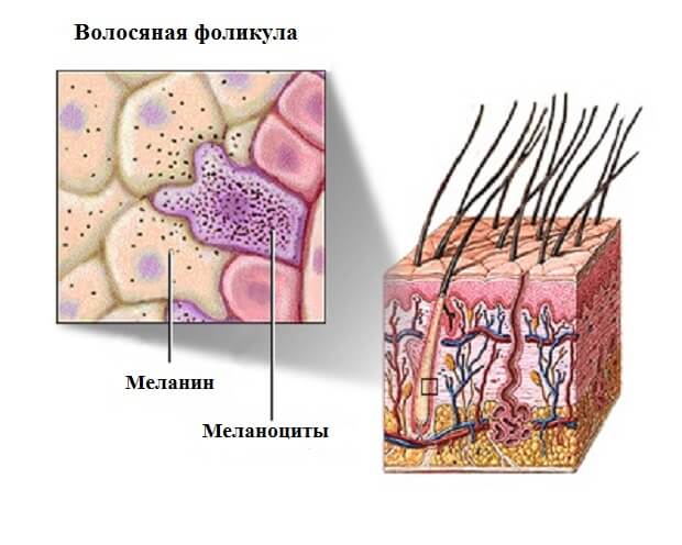 расположение меланина