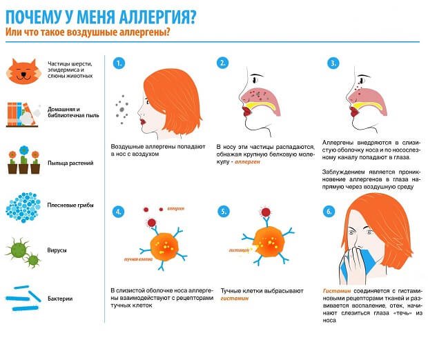 Почему у человека аллергия