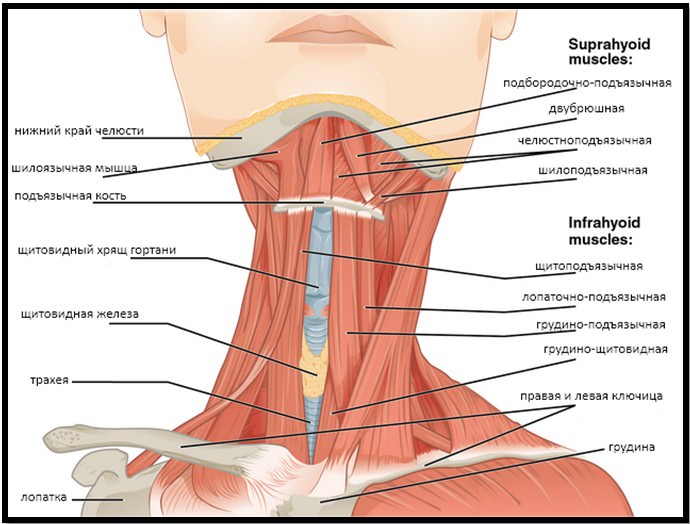 Мышцы передней части шеи