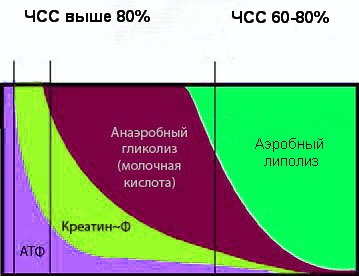 tipy-energii-vo-vremya-intervalnogo-kardio