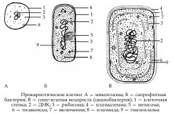 Виды прокариотических клеток в организме