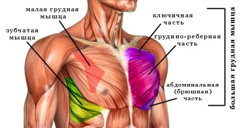 Анатомия груди