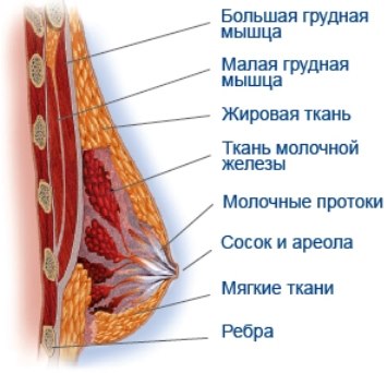 Как накачать грудь девушке в домашних условиях