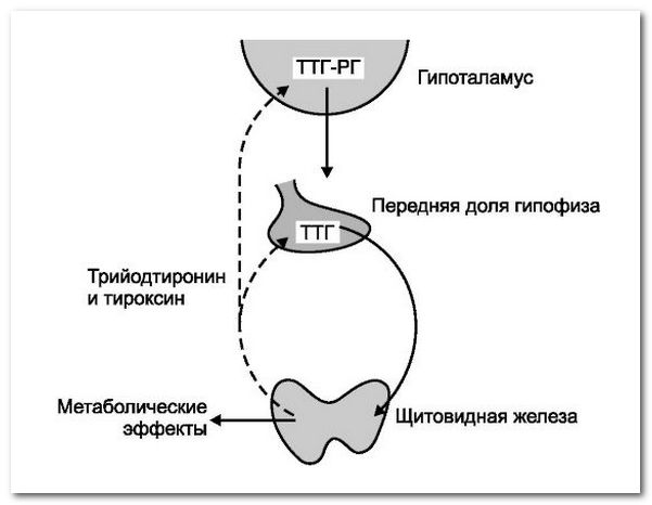 тиреотропный гормон ттг