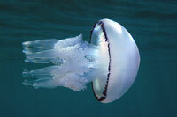 медузы, черное море