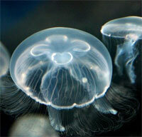 медузы, черное море