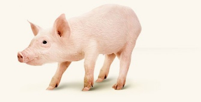 Вред свинины: научные факты