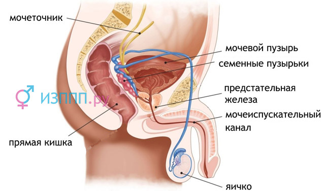 строение мужской половой системы