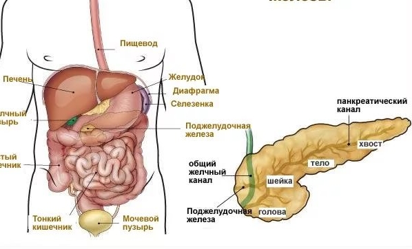 болит поджелудочная железа