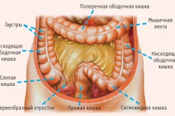 Строение кишечника