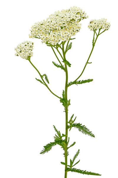 Achillea millefolium