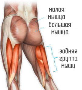 анатомия ягодиц