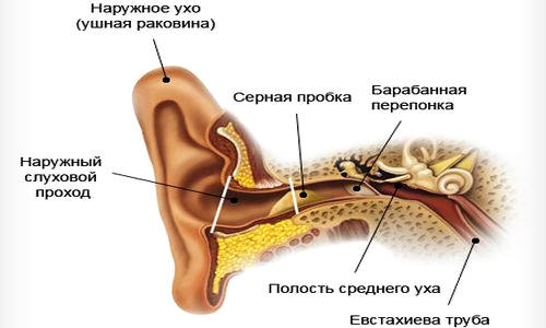 Барабанная перепонка