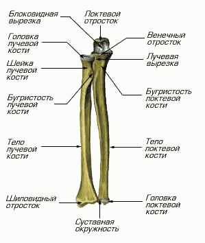 Кости предплечья