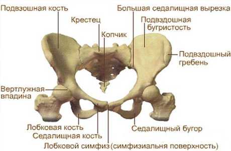 Строение таза