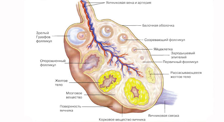 Строение яичника и желтого тела