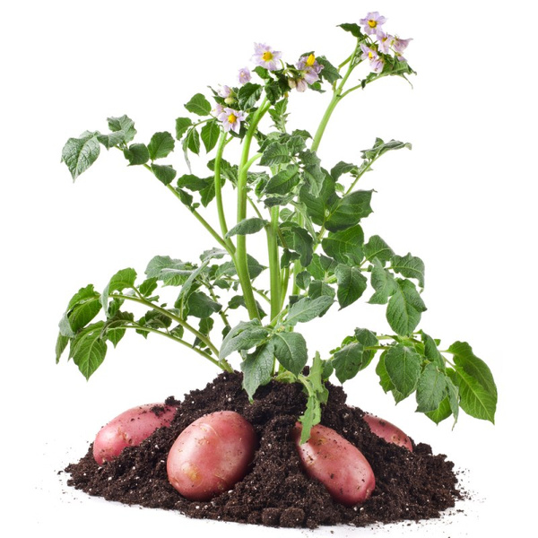 Полезные свойства картошки