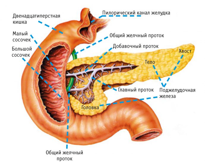 орган человека поджелудочная железа
