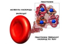 Выработка гемоглобина крови