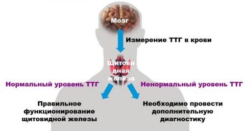 ТТГ