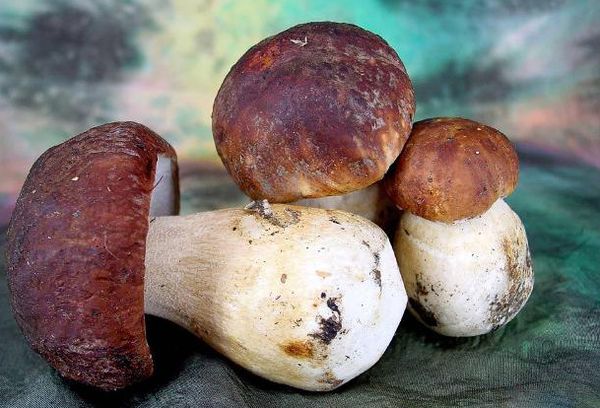 Большие белые грибы