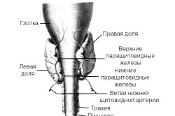 Строение щитовидной железы