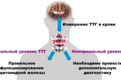 Тиреотропный гормон щитовидной железы