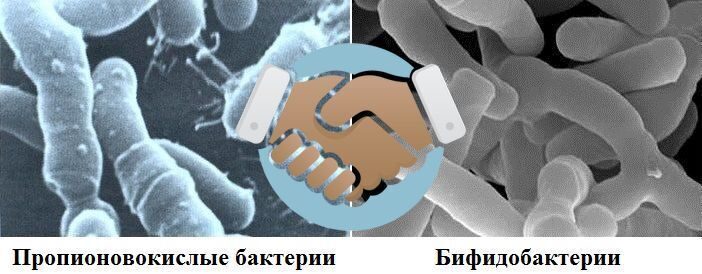 бифидогенные свойства пропионовокислых бактерий