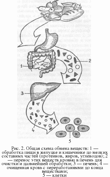 схема обмена веществ