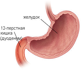 Желудок и дуоденум