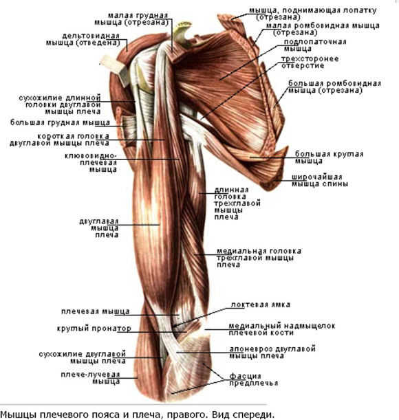 Мышцы плеча и плечевого пояса