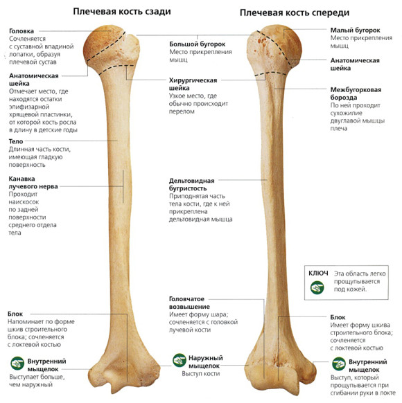 Плечевая кость и ее строение